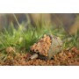 Guru Hybrid Inline Pellet Feeder