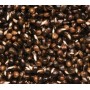 Dynamite Baits Frenzied Hempseed 2.5Lt JAR