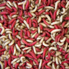 Todber Manor Maggots Click & Collect Only