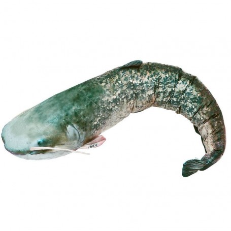 Gaby Giant Catfish Pillow