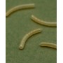 OMC Dazzlers Magoliner Curve