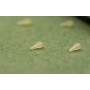 OMC Dazzlers Mago White Long Distance Hook Bead