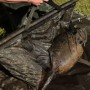Thinking Anglers Camfleck All In One Retainer System