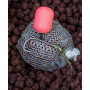 DNA Baits Secret 7 Pellets 1kg