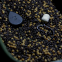 DNA Baits Crayfish Mini Mix 5kg