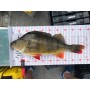 Reuben Heaton FM Competition Level Fish Measures