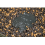 DNA Crayfish Hydro Spod Syrup