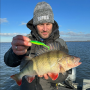 Rapala Crushcity Kickman 4" (3pk)