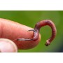 Preston Innovations Natural N-60 Barbed Hooks