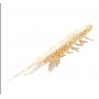 MagBite SnatchBite Shrimp 2.5" (6pk)