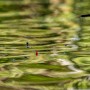 Preston Innovations F1 Dibber Pole Float