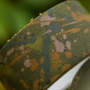 OMC Splash Camo Adhesive Tape