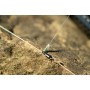 Guru Feeder Link Super Fine